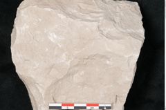 Foto (Detailansicht) von Dictyopteris brongniarti Gutb. (NHMW-GEO-2024-0188-10772)